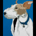 Crispin the Wire Fox Terrier dog portrait