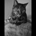 Miette the Tabby Cat photo portrait