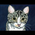 Ziggy the Tabby Cat Portrait