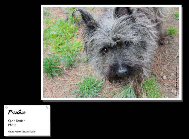 FizzGig the Carin Terrier dog photo portrait