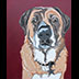 Sabastian the Mastiff Shepherd mix