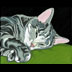 Bucca the Tabby Cat